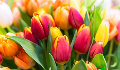 beautifully colourful tulips