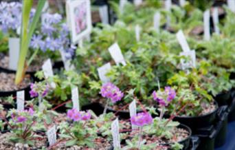 trays of potted plants ready to be taken home to your garden