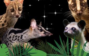 An image made of multiple image of animals for World Civet Day