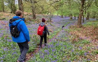 Walkers on the 50 walking route in Telford surrounded by bluebells