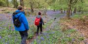 Walkers on the 50 walking route in Telford surrounded by bluebells