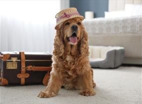 Dog in a hotel room