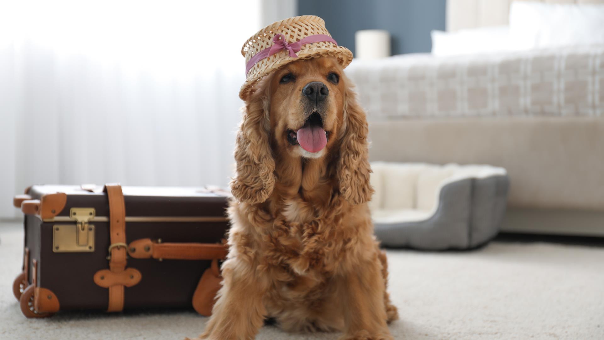 Dog & Pet Friendly WestonsuperMare Visit WestonsuperMare