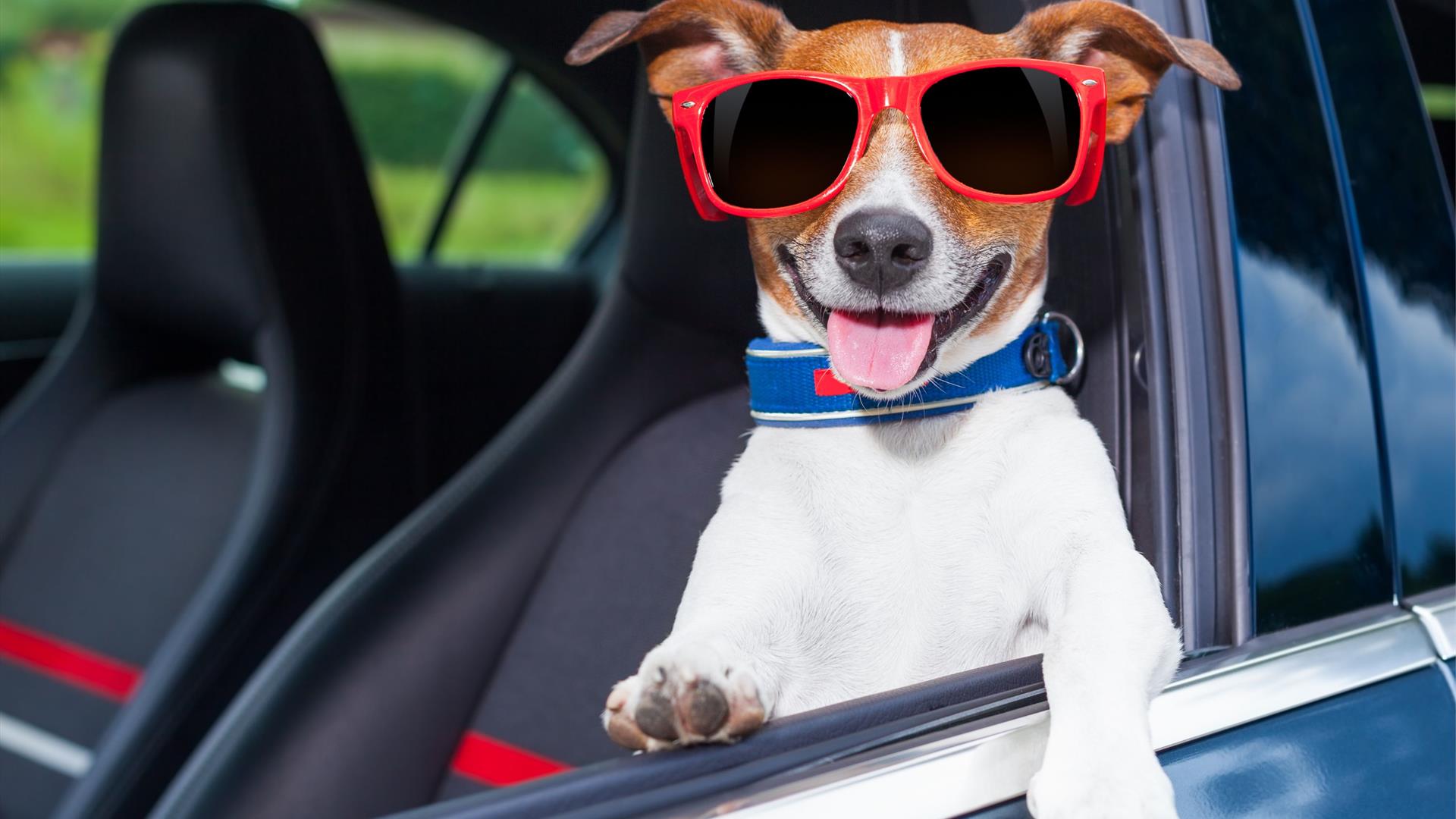 Dog wearing sunglasses in a car