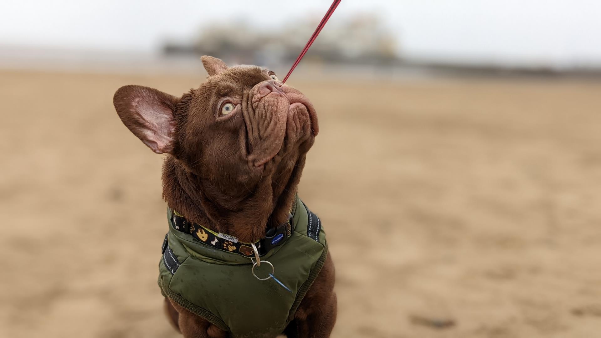 Dog Friendly WestonsuperMare Visit WestonsuperMare