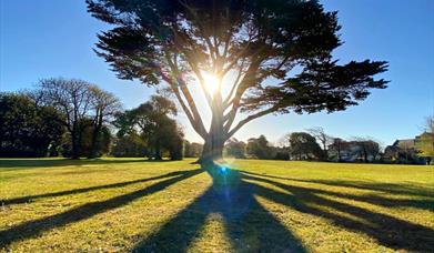 An ancient Cypress tree in Ellenborough Park West with the sun shining through the branches