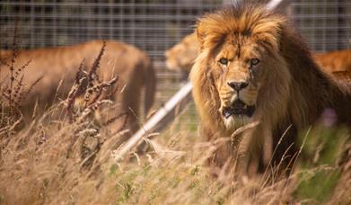 Lions at Noahs Ark Zoo Farm