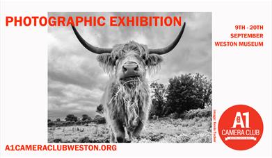 poster for a1 camera club photography exhibition 2025 at weston museum featuring a highland cow