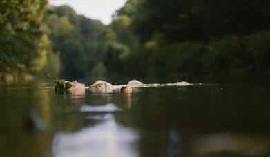A local community's fight to save their wild swimming spot in unique, daring & distinctly Bristolian ways.