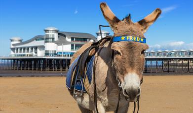 Visit Weston-super-Mare donkey beach Grand Pier sunny sand 