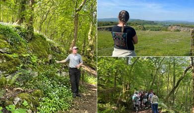 A collage of three photos showing a guided nature walk in the Mendip Hills. One image shows a ranger speaking in a lush, green woodland. Another shows