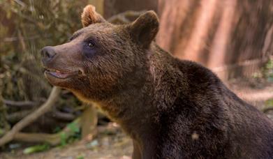 A European brown bear at Wild Place Project