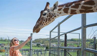 Somerset Safari