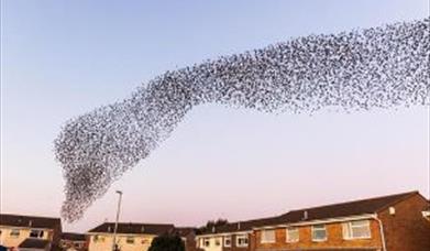 Clevedon starling murmuration