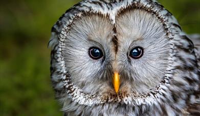 Close up of an owl's face looking straight at the camera