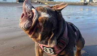 A bulldog on a beach