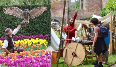 Falconry & Vikings Day