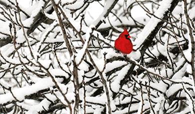 The cover of Carrie Etter's poetry collection Grief's Alphabet. A red bird is nestled amongst snowy branches