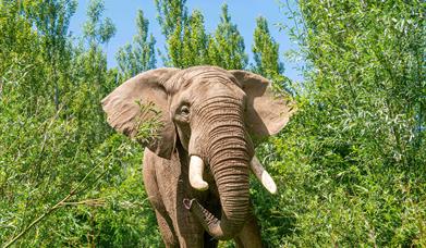 Shaka the African Elephant at Noah's Ark Zoo Farm