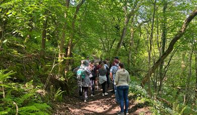 A group of people walking along a woodland trail surrounded by lush green trees and ferns.