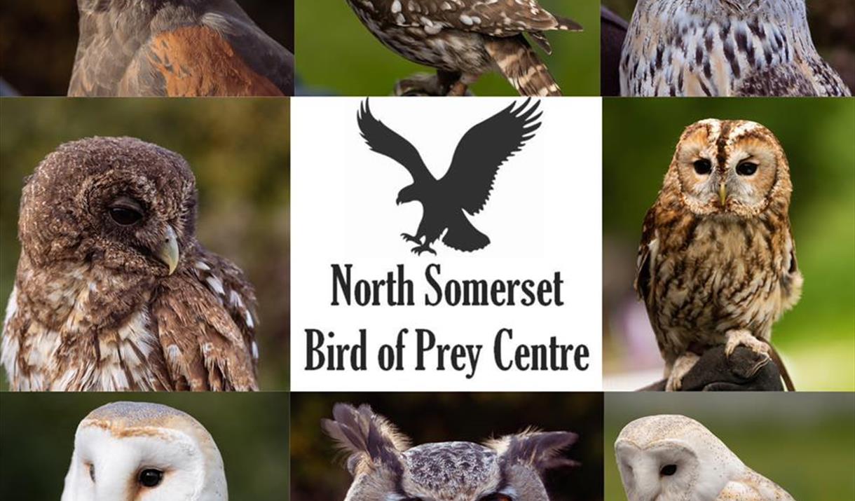 North Somerset Bird of Prey Centre