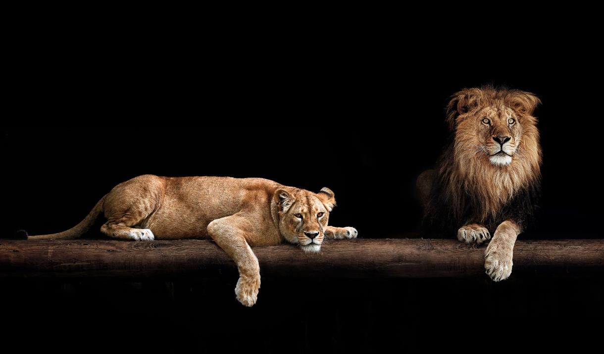 Ark after Dark Zoo experience with night vision goggles Visit