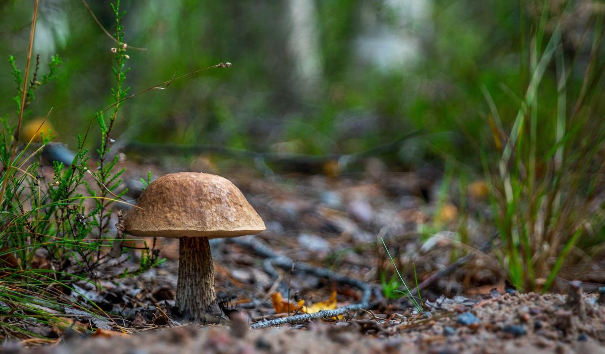 Fungus Conservation Trust walk