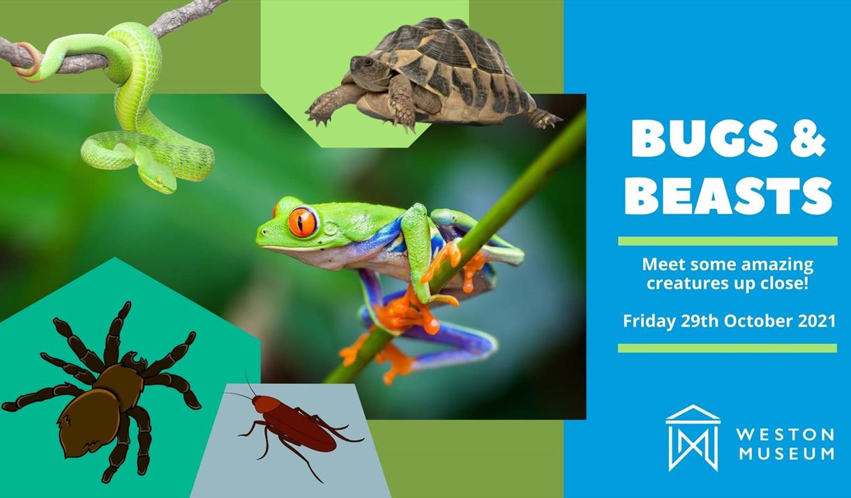 Bugs & Beasts Workshops