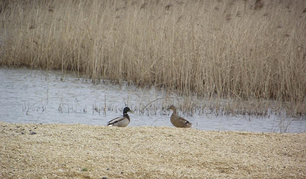 Reopening of the Bleadon Levels Nature Reserve