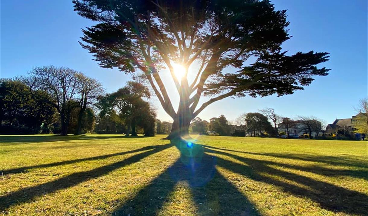 An ancient Cypress tree in Ellenborough Park West with the sun shining through the branches