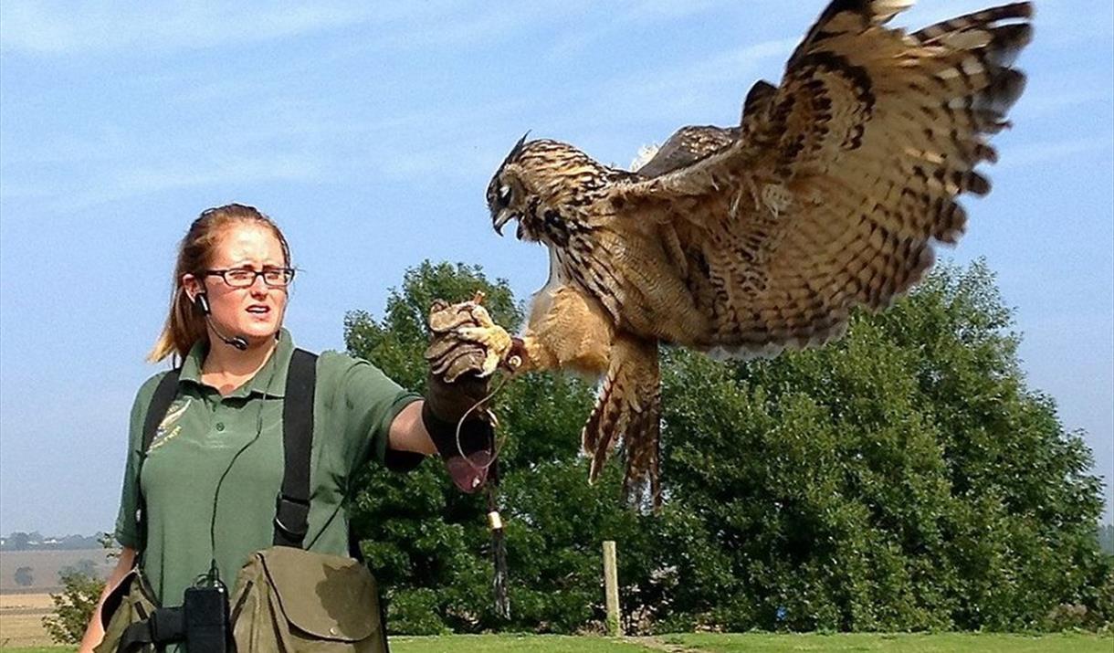 Medieval Falconry Day