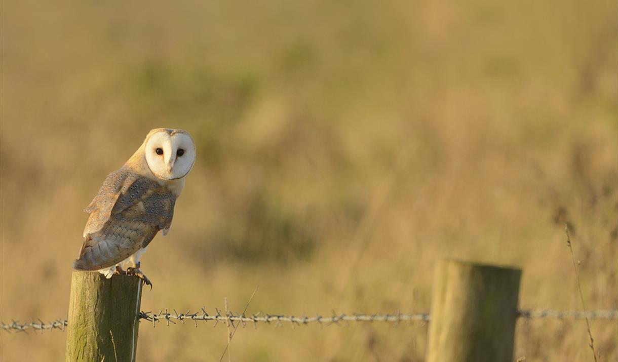 A Barn Owl sat on a fence post