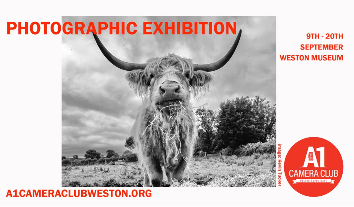 poster for a1 camera club photography exhibition 2025 at weston museum featuring a highland cow