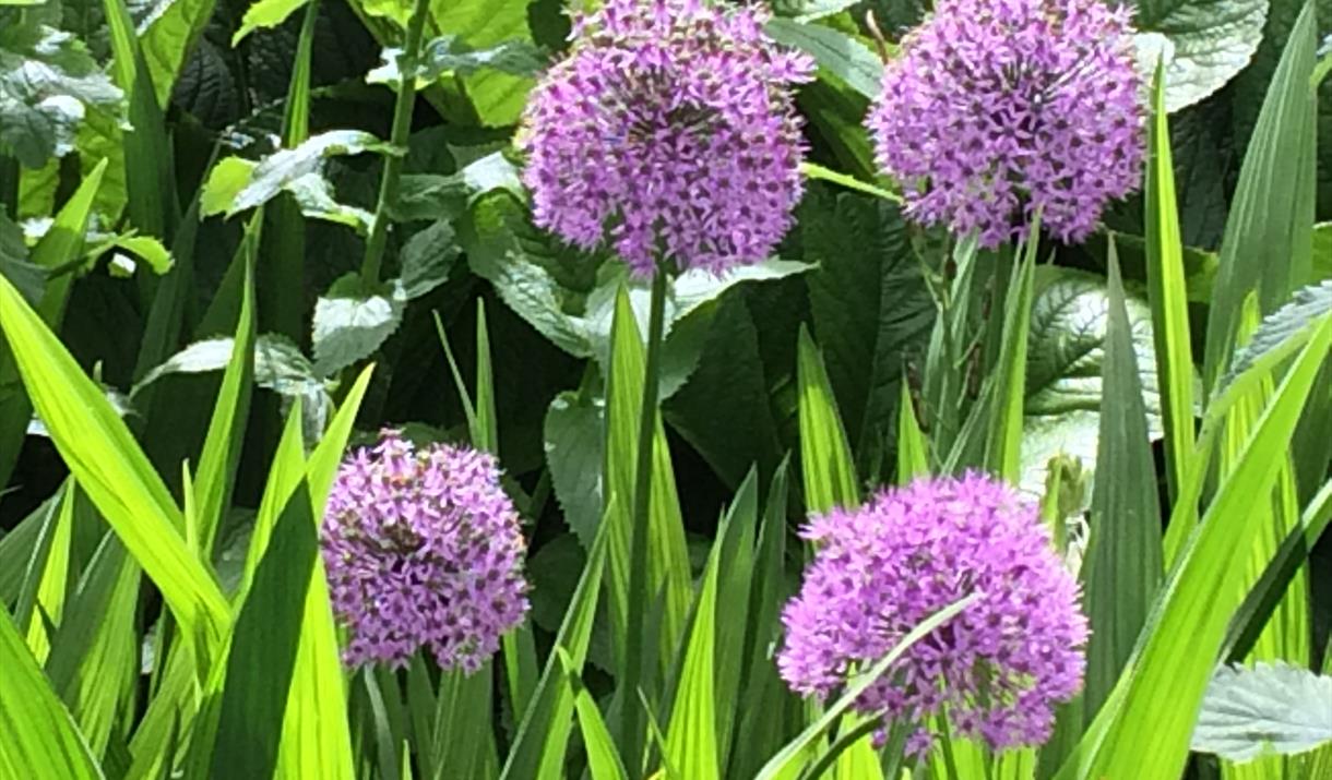 Flower Show
