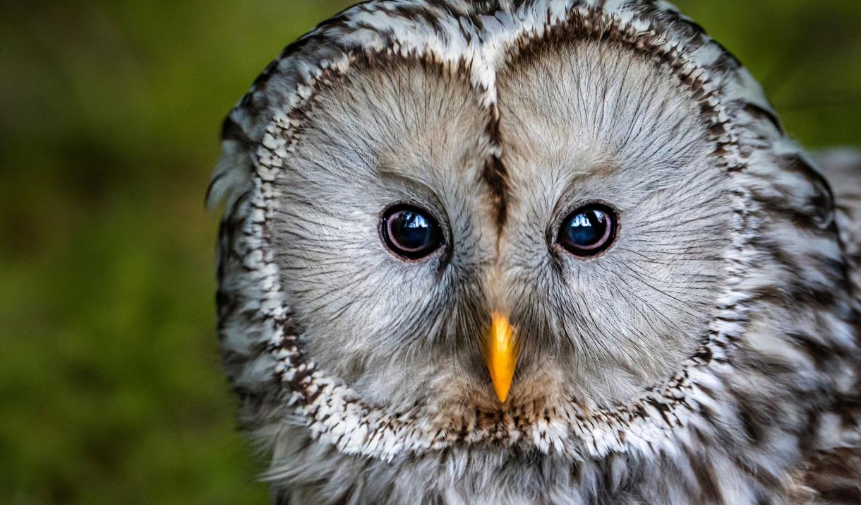 Close up of an owl's face looking straight at the camera