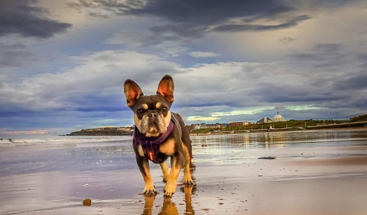 Lone bulldog standing on wet sand on a beach