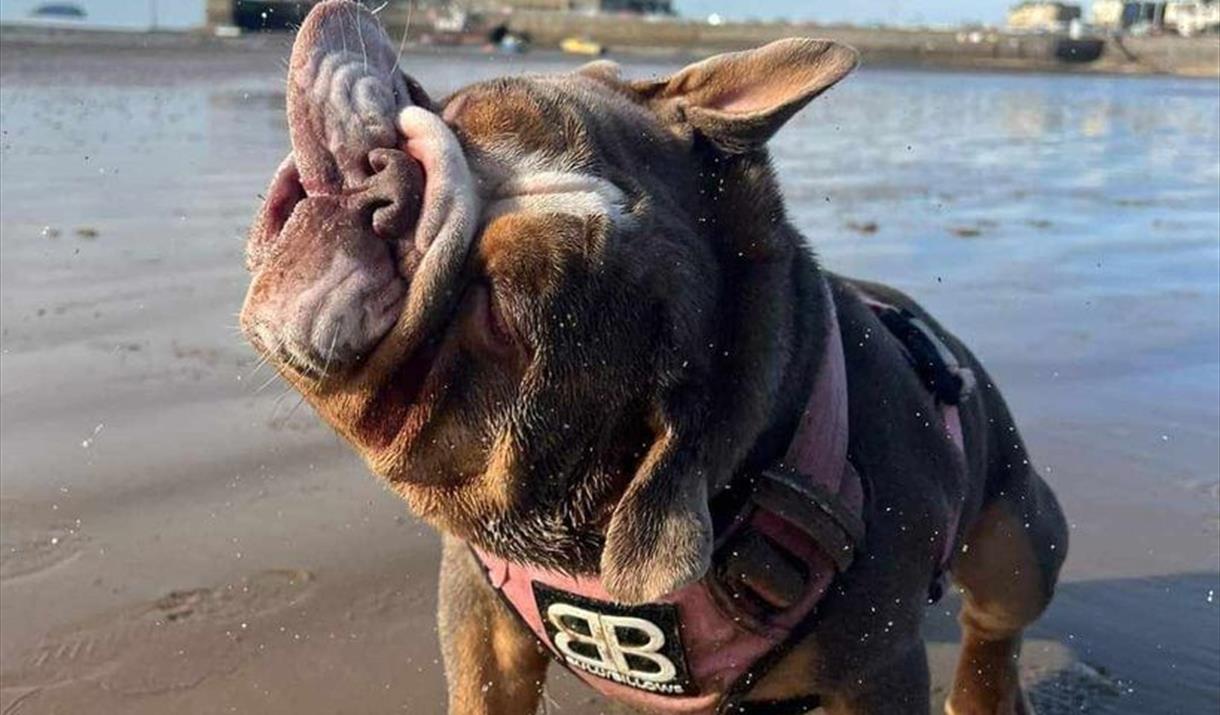 A bulldog on a beach