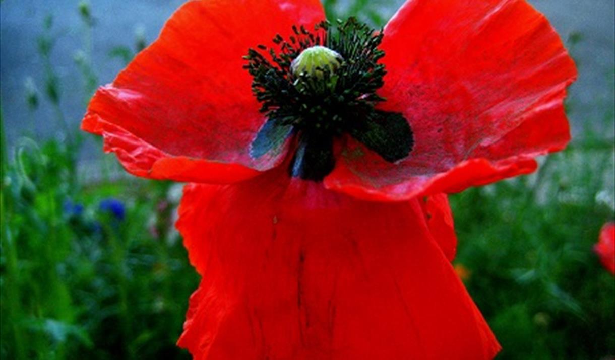Remembrance Day Service