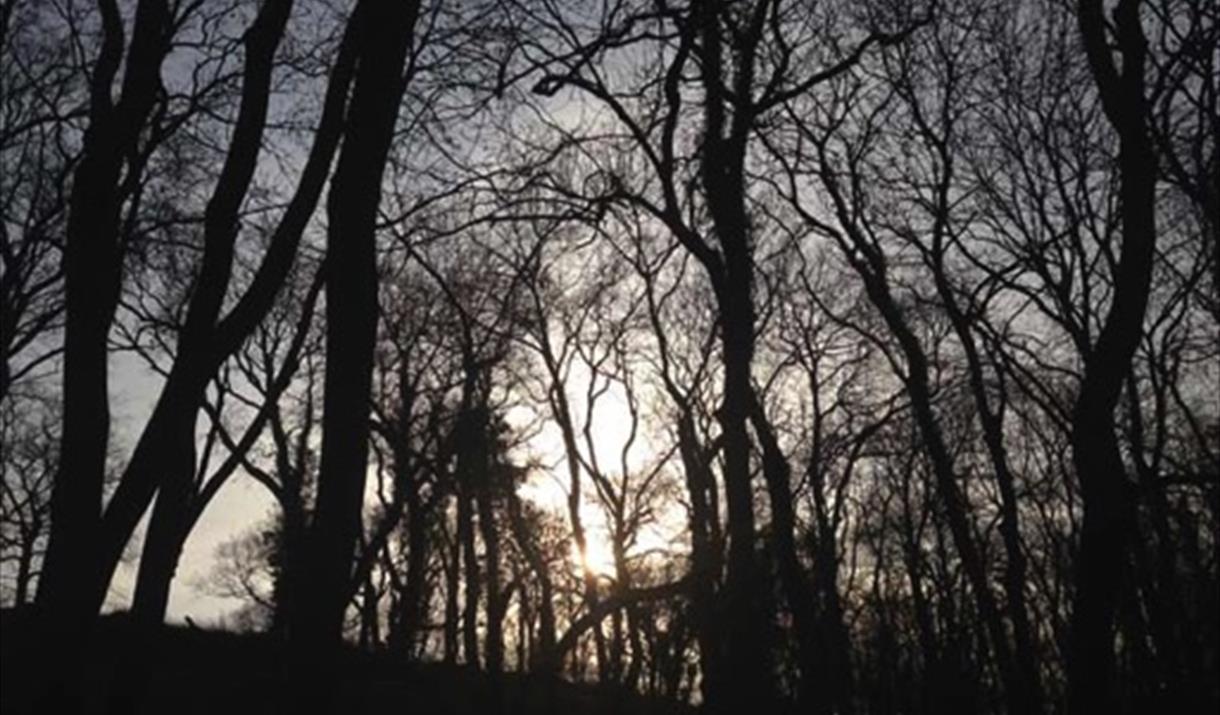 Looking up at a forest of trees at dusk