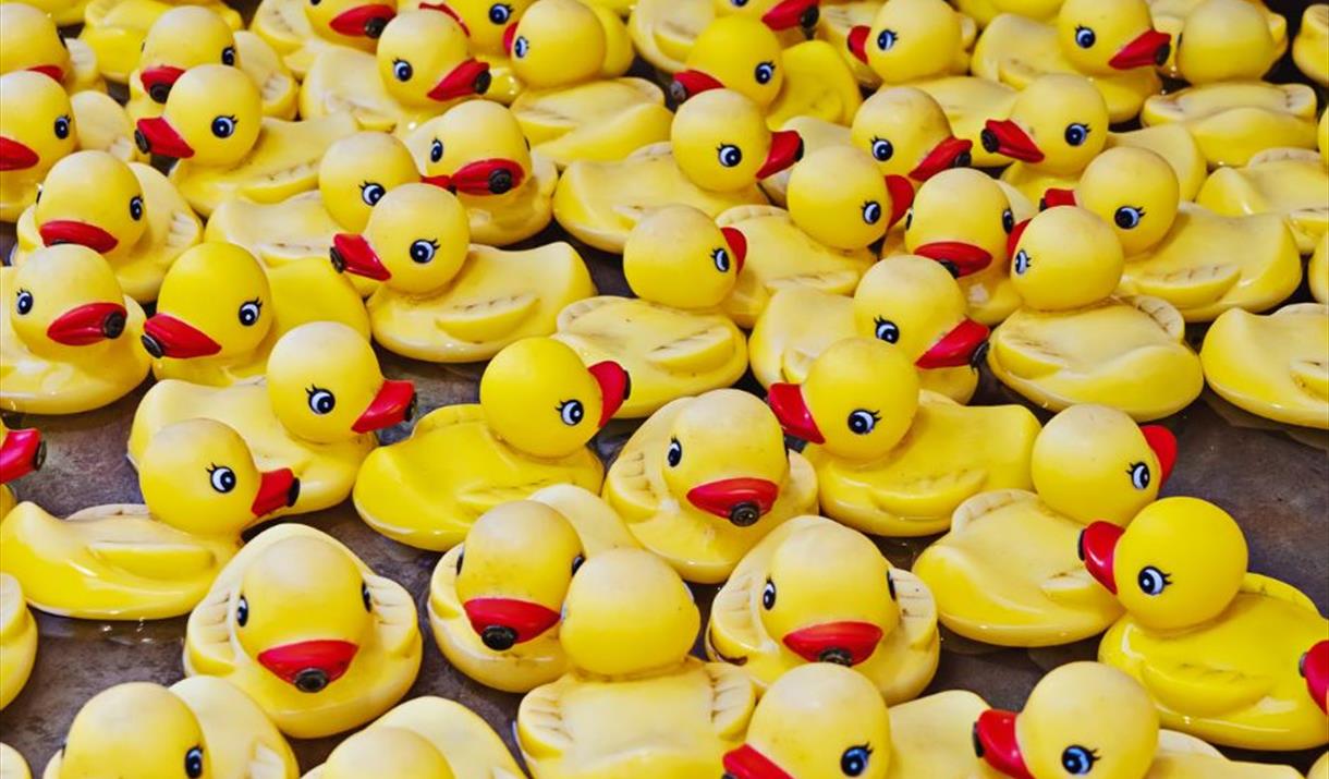 Dozens of yellow plastic ducks in water