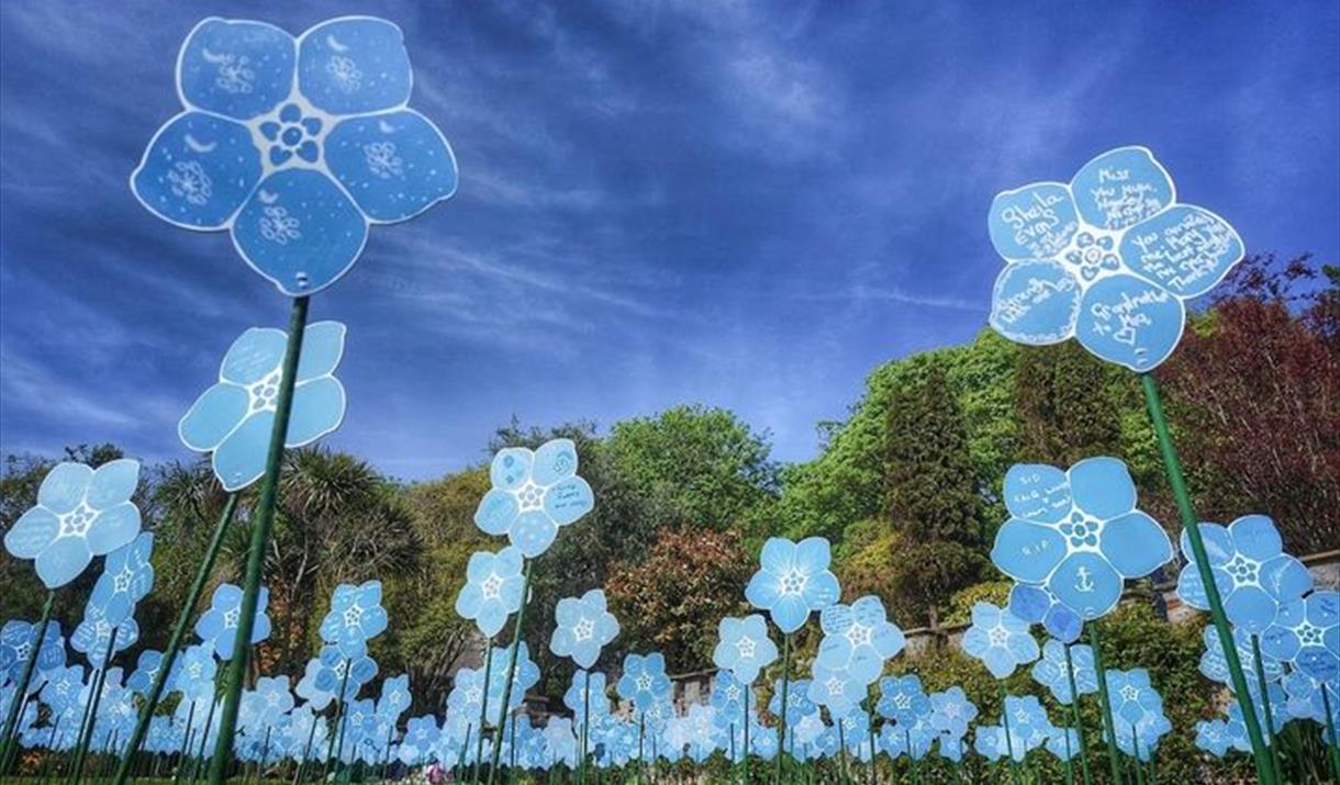 Display of commemorative plastic forget-me-nots honouring people who have passed.