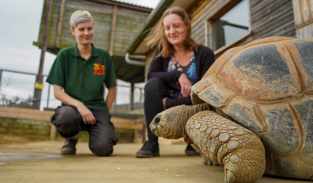 Giant Tortoise Encounter