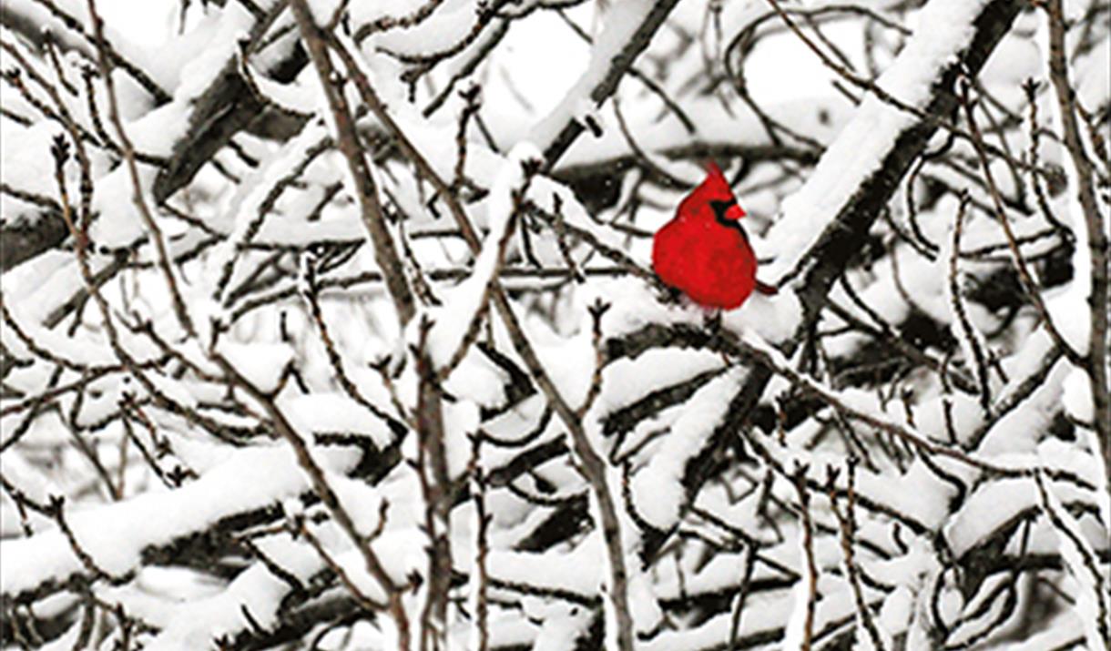 The cover of Carrie Etter's poetry collection Grief's Alphabet. A red bird is nestled amongst snowy branches