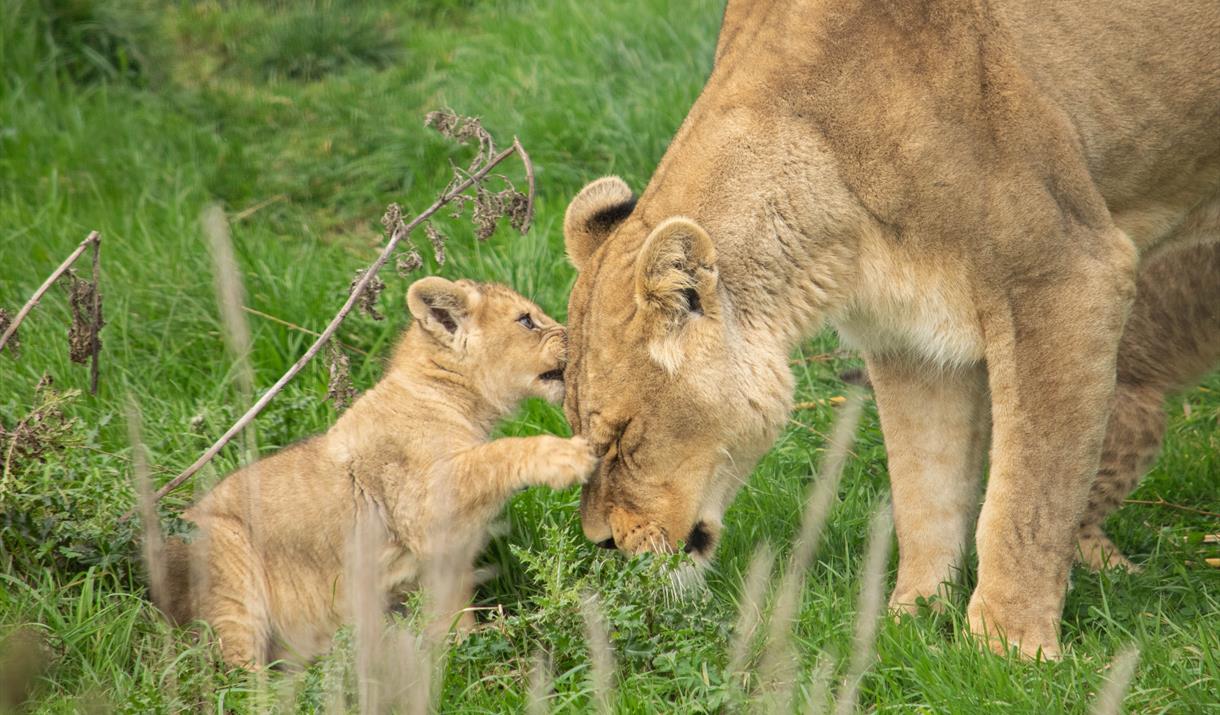 Mother's Day 2019