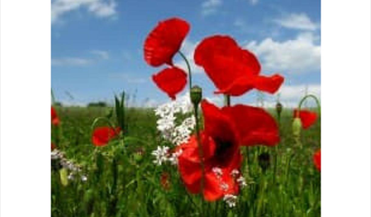 Remembrance Sunday: Rutter Requiem