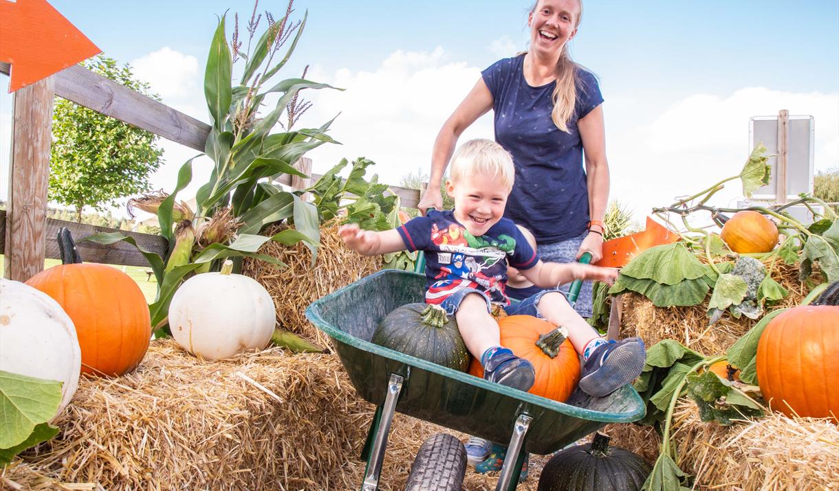 Child in wheelbarrow with his parent at Noah's Ark Zoo Farm's Pumpkin Patch