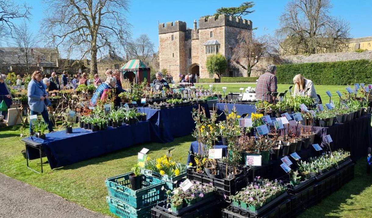 Rare Plant Fair