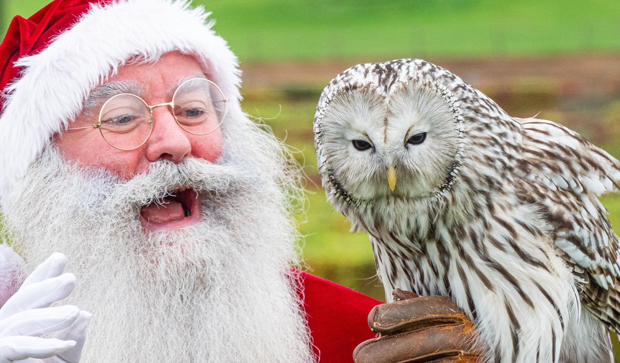 Santa visits an owl at Noah's Ark Zoo Farm