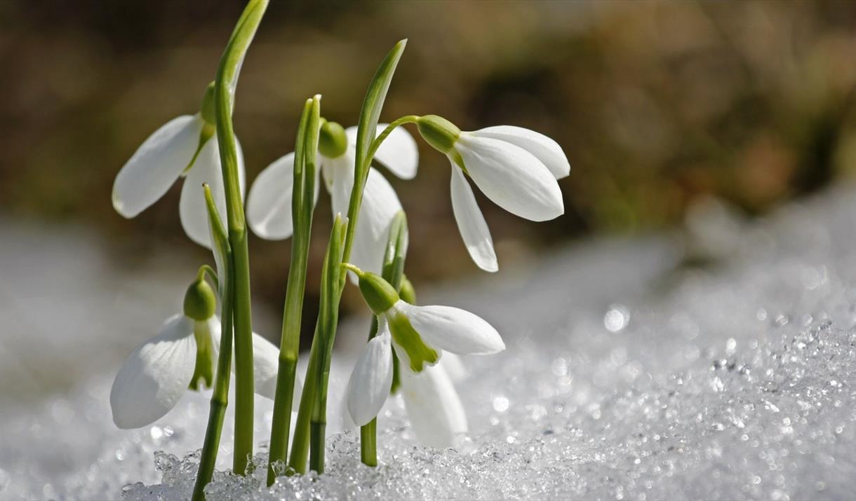 Snowdrops in the snow