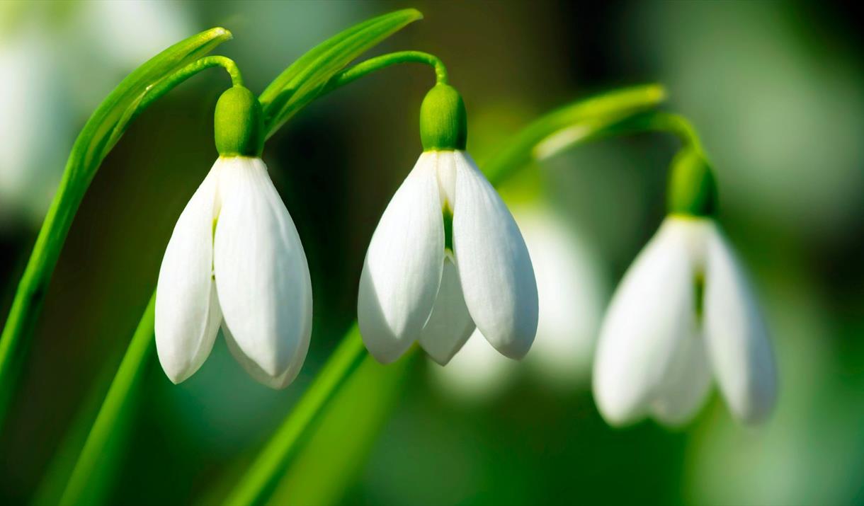 Close up of three snowdrops